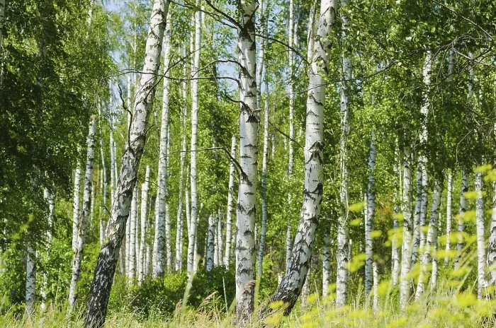Framed Print : Lush foliage of summer birch forest
