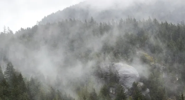 Framed Print : Lush forest covered in mist and fog Framed Print : Lush forest covered in mist and fog