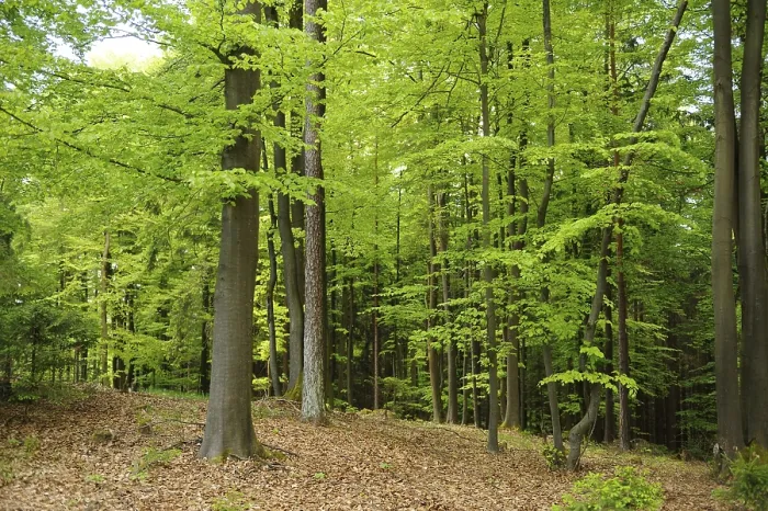 Framed Print : A lush forest filled with vibrant green trees