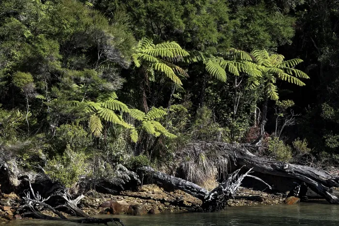 Framed Print : Lush forest with various types of trees in Pelorus Sound