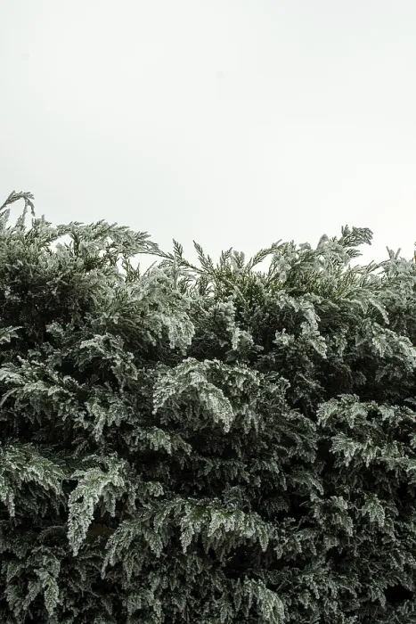Framed Print : Lush green bushes stretch upward