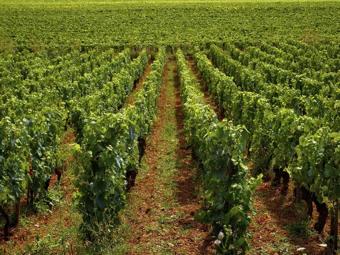 Framed Print : Lush green grapevines dominate the landscape of Cote d'Or in Burgundy Framed Print : Lush green grapevines dominate the landscape of Cote d'Or in Burgundy