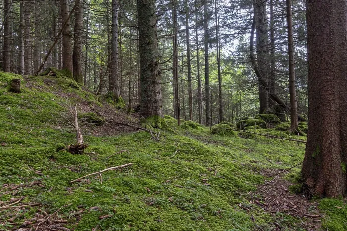 Framed Print : Lush green moss and needle-covered ground in a dense coniferous forest