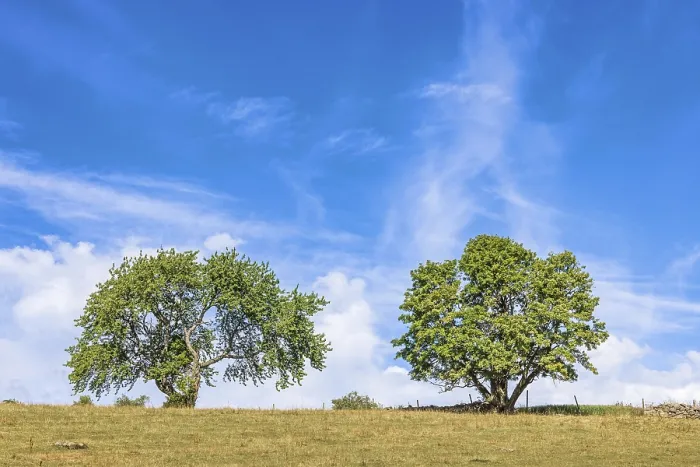 Framed Print : Lush green trees on a grass meadow with a blue sky