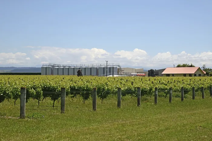 Framed Print : Lush summer growth on a vineyard near Nelson