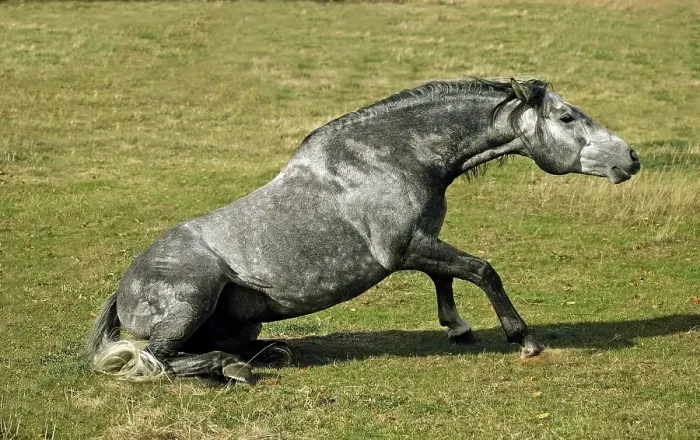 Framed Print : LUSITANO HORSE GETTING UP FROM THE GROUND