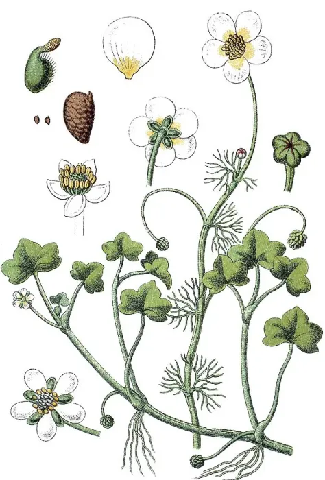 Framed Print : Lvy-leaved Crowfoot (Ranunculus hederaceus)