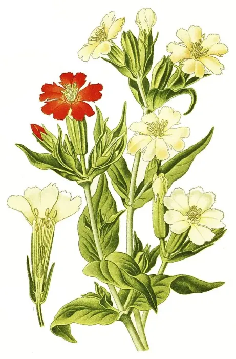 Framed Print : Lychnis fulgend, Burning Love, also scarlet campion Framed Print : Lychnis fulgend, Burning Love, also scarlet campion