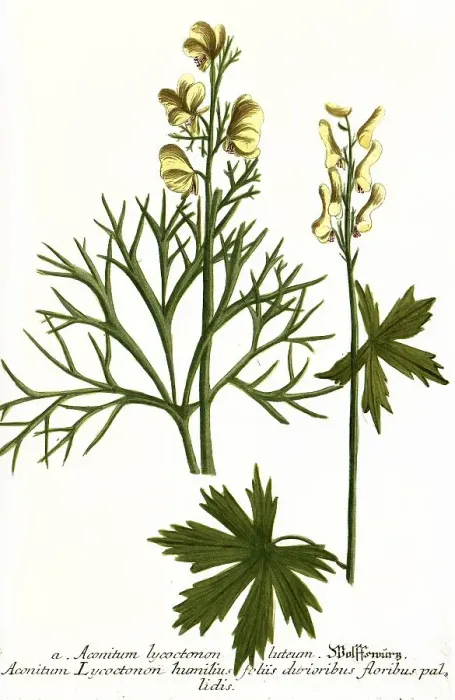 Framed Print : Lycoctonon luteum and Aconitum lycoctonon humilius