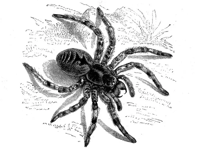 Framed Print : Lycosa tarantula, Lycosa tarantula, syn Framed Print : Lycosa tarantula, Lycosa tarantula, syn