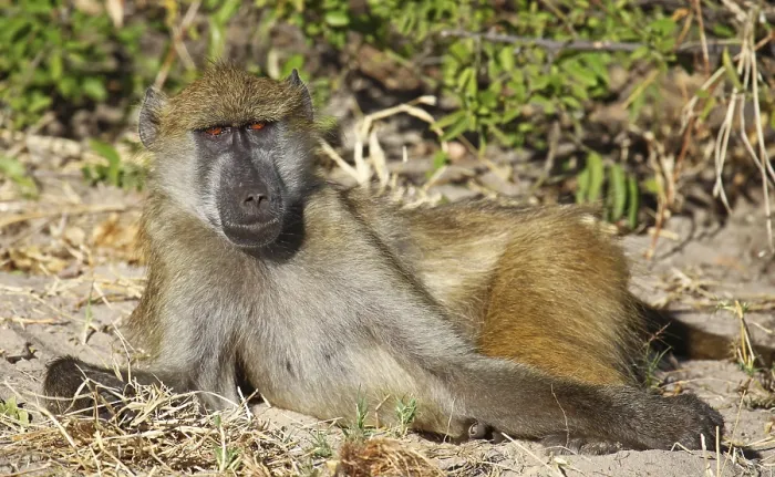 Framed Print : Lying baboon, yellow baboon (papio cynocephalus) Framed Print : Lying baboon, yellow baboon (papio cynocephalus)