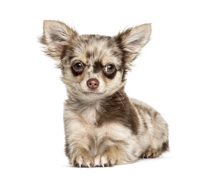 Framed Print : Lying down Chihuahua, isolated on white