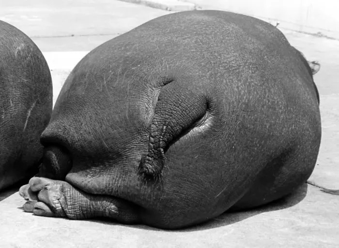 Framed Print : Lying hippopotamus from behind, ca