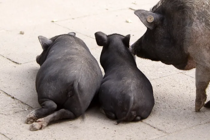 Framed Print : Lying pigs from behind