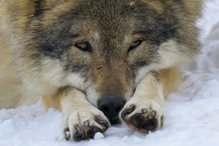 Framed Print : A lying wolf (Canis lupus) in the snow looks alertly with its head raised