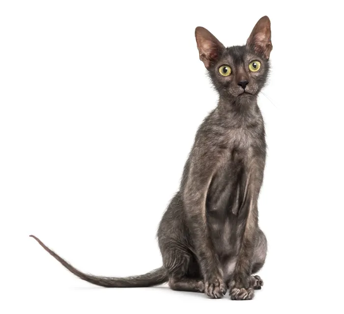 Framed Print : Lykoi cat, 7 months old, also called the Werewolf cat Framed Print : Lykoi cat, 7 months old, also called the Werewolf cat