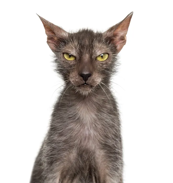 Framed Print : Lykoi cat, also called the Werewolf cat against white background Framed Print : Lykoi cat, also called the Werewolf cat against white background