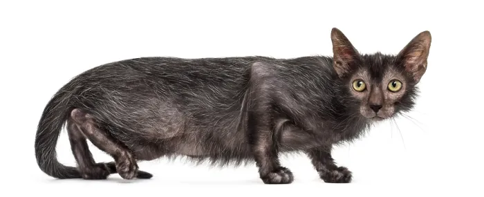 Framed Print : Lykoi cat, also called the Werewolf cat against white background