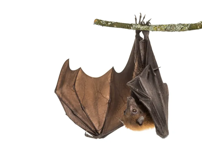 Framed Print : Lyle's flying fox hanging from a branch