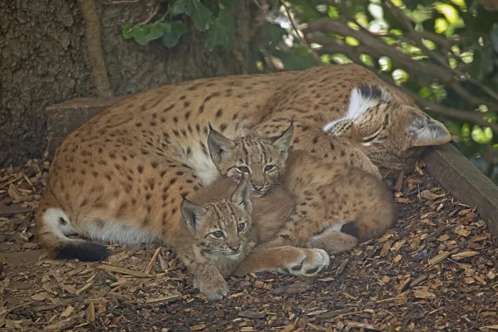 Framed Print : Lynx adult lying down with two young animals seeing differently Framed Print : Lynx adult lying down with two young animals seeing differently