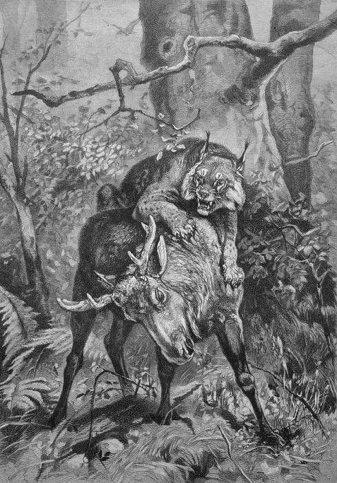 Framed Print : Lynx attacking a young moose, historical illustration circa 1893