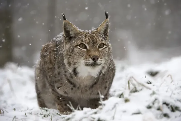 Framed Print : Lynx or Eurasian lynx (Lynx lynx), Germany, Europe