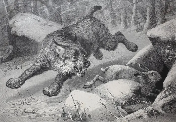 Framed Print : Lynx following a snow hare that takes refuge in a small cave Framed Print : Lynx following a snow hare that takes refuge in a small cave