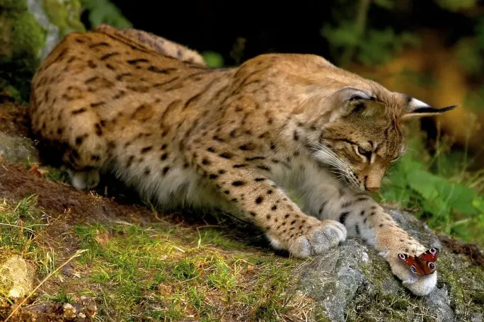 Framed Print : Lynx looks baffled at butterfly on its paw