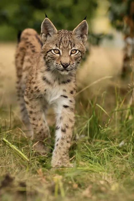Framed Print : Lynx (Lynx lynx), young animal running Framed Print : Lynx (Lynx lynx), young animal running