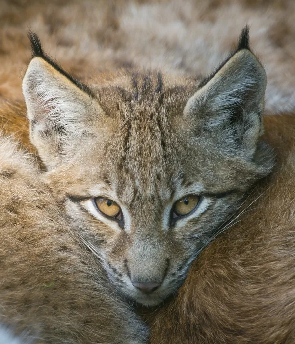 Framed Print : Lynx (Lynx lynx), young lynx nestles mother