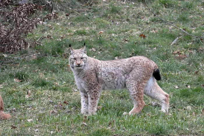 Framed Print : Lynx (Lynx lynx) at a zoo in Germany, Europe Framed Print : Lynx (Lynx lynx) at a zoo in Germany, Europe