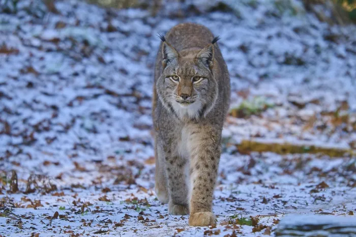 Framed Print : A lynx moving through a winter landscape Framed Print : A lynx moving through a winter landscape