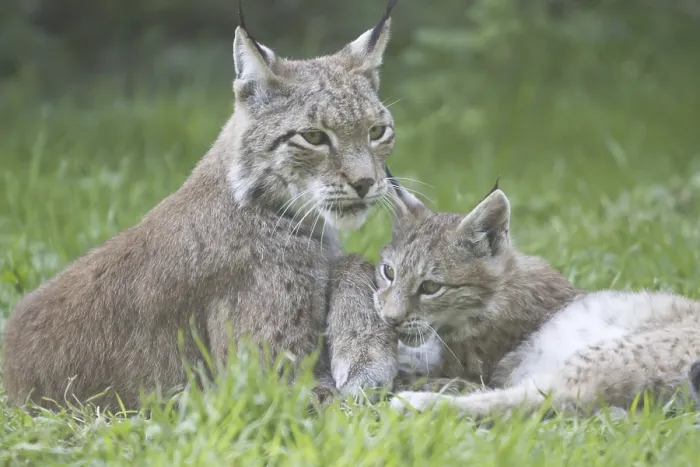 Framed Print : Lynx portrait (lynx lynx)