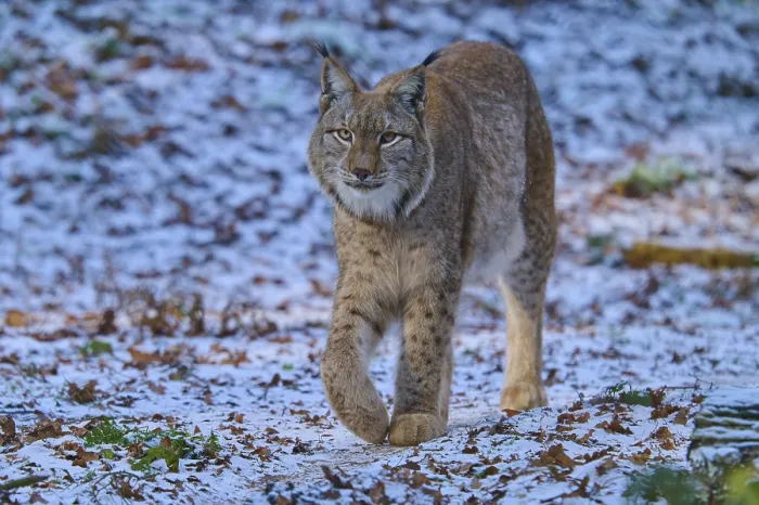 Framed Print : A lynx roaming a snowy forest environment