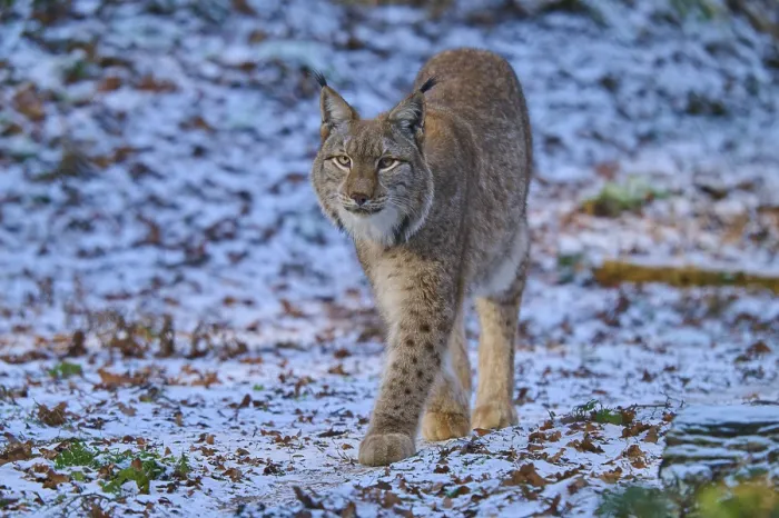 Framed Print : A lynx running through a forest covered with snow