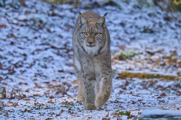 Framed Print : A lynx running through a snow-covered forest Framed Print : A lynx running through a snow-covered forest