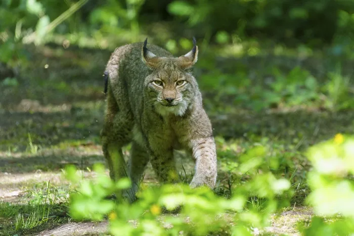 Framed Print : A lynx in the shade of a forest