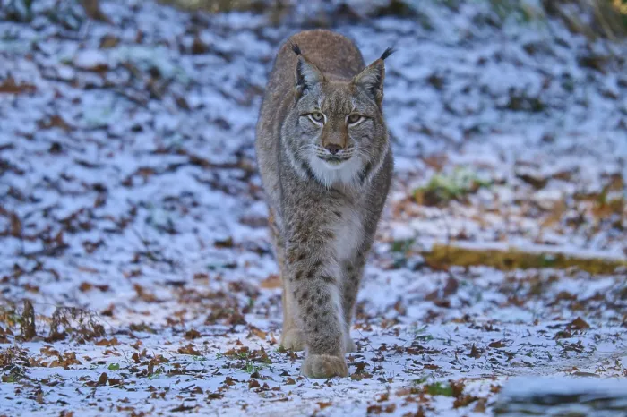 Framed Print : A lynx walking through a snowy forest landscape