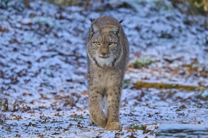 Framed Print : A lynx walking through a snowy forest scene