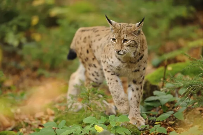 Framed Print : A lynx walks through autumn forest with spotted fur Framed Print : A lynx walks through autumn forest with spotted fur