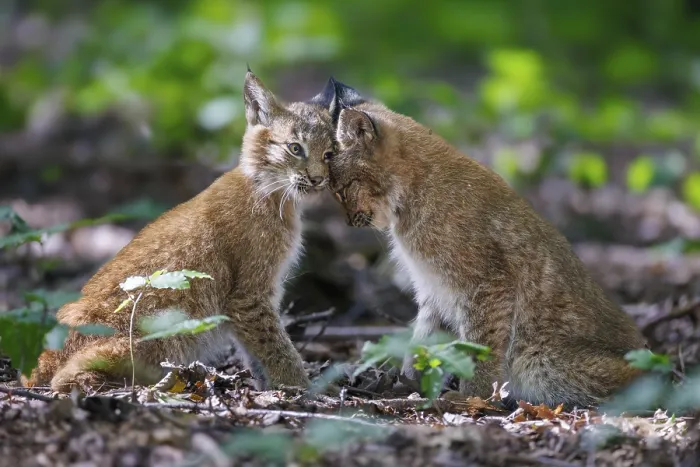 Framed Print : Lynxes (Lynx lynx), Germany, Europe