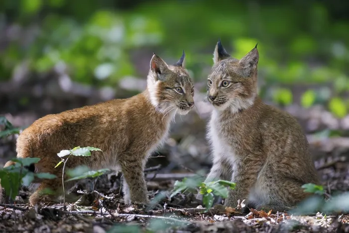 Framed Print : Lynxes (Lynx lynx), Germany, Europe