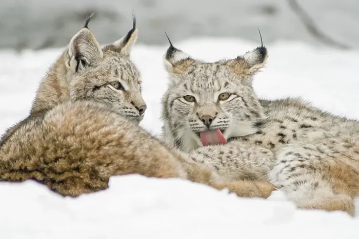 Framed Print : Two Lynxes (Lynx lynx) lying in the snow