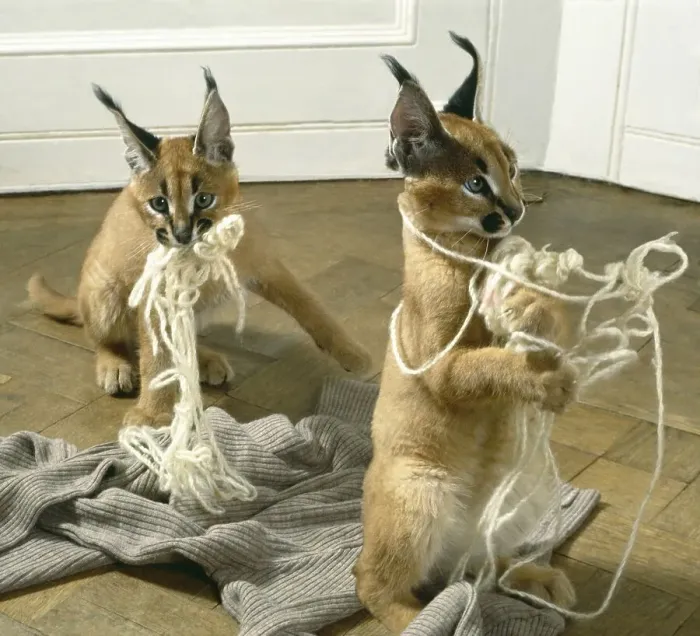 Framed Print : Two lynxes playing with yarn, England Framed Print : Two lynxes playing with yarn, England