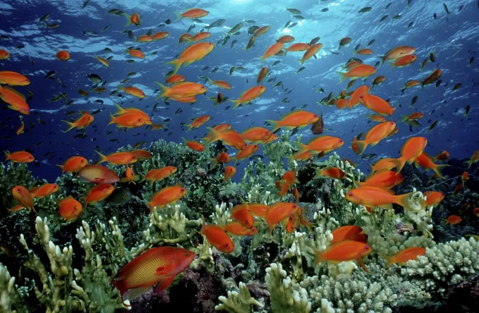 Framed Print : Lyretail Anthias (Pseudanthias squamipinnis) Framed Print : Lyretail Anthias (Pseudanthias squamipinnis)