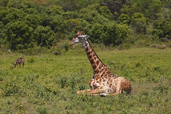 Framed Print : Maasai giraffe (Giraffa camelopardalis) sitting on ground Framed Print : Maasai giraffe (Giraffa camelopardalis) sitting on ground