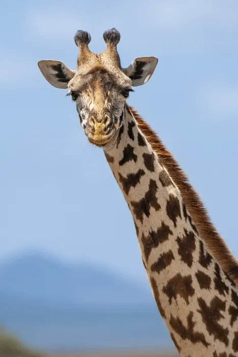 Framed Print : Maasai giraffe (Giraffa camelopardalis tippelskirchi)