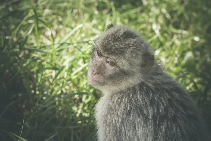 Framed Print : (Macaca) monkey in green grass in the summertime Framed Print : (Macaca) monkey in green grass in the summertime