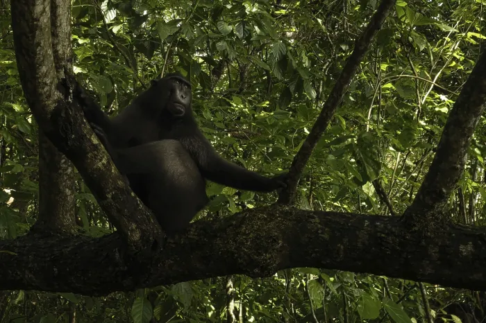 Framed Print : Macaca nigra, tangkoko national park, indonesia