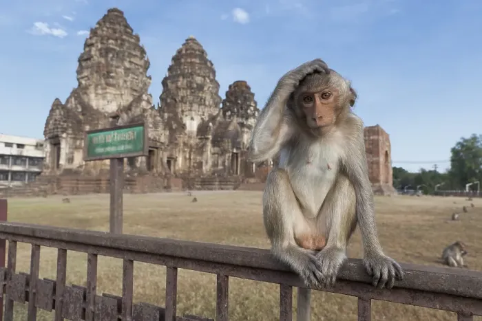 Framed Print : Macaque monkey (Macaca) at Phra Prang Sam Yot